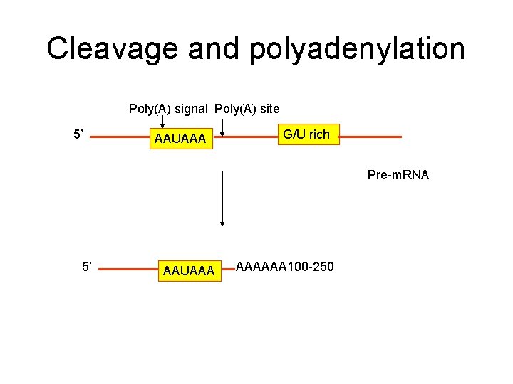 Cleavage and polyadenylation Poly(A) signal Poly(A) site 5’ AAUAAA G/U rich Pre-m. RNA 5’