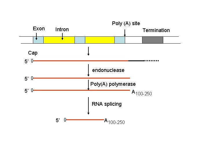 Exon Poly (A) site Intron Termination Cap 5’ endonuclease 5’ Poly(A) polymerase A 100