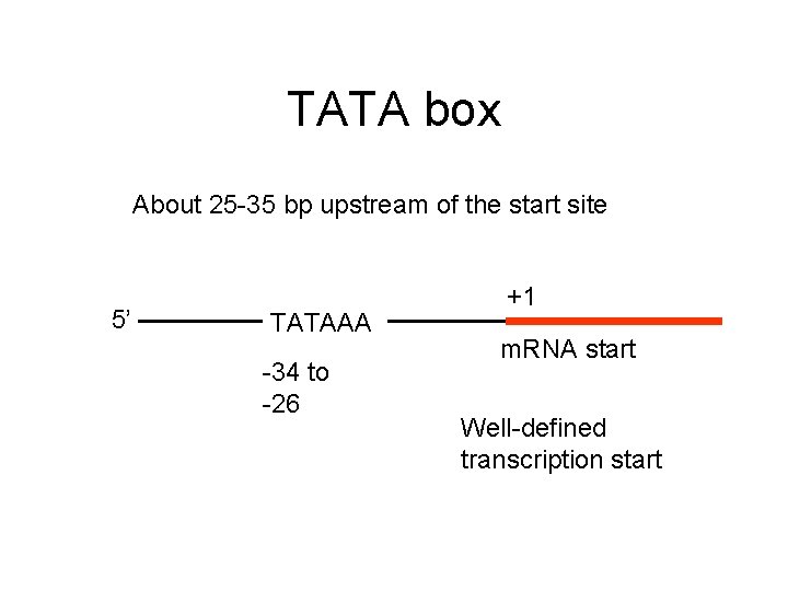 TATA box About 25 -35 bp upstream of the start site 5’ TATAAA -34