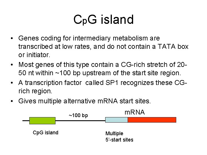 Cp. G island • Genes coding for intermediary metabolism are transcribed at low rates,