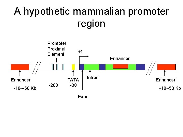 A hypothetic mammalian promoter region Promoter Proximal Element Enhancer -10~-50 Kb -200 +1 Enhancer