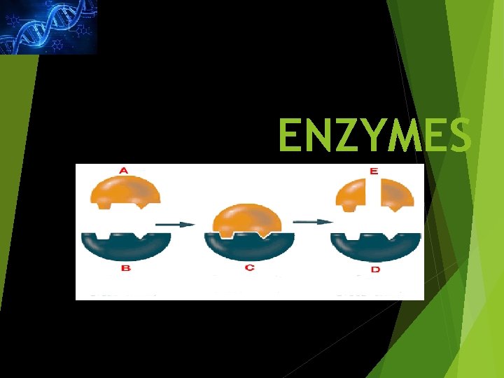ENZYMES 