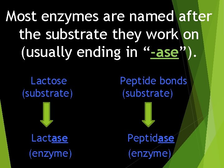Most enzymes are named after the substrate they work on (usually ending in “-ase”).