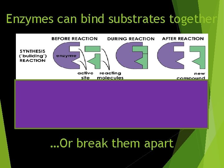 Enzymes can bind substrates together …Or break them apart 