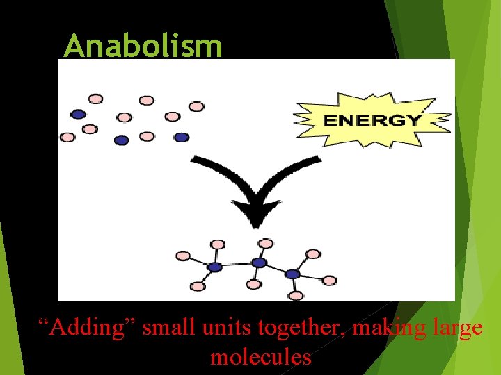 Anabolism “Adding” small units together, making large molecules 