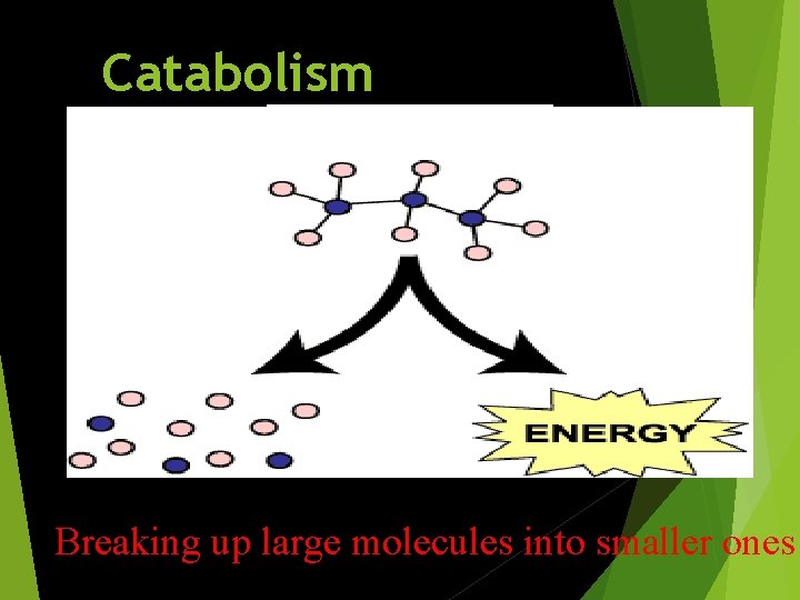 Catabolism Breaking up large molecules into smaller ones 