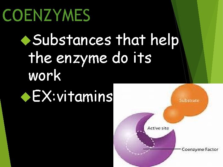 COENZYMES Substances that help the enzyme do its work EX: vitamins 