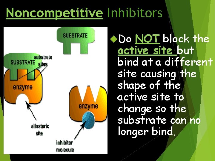 Noncompetitive Inhibitors Do NOT block the active site but bind at a different site