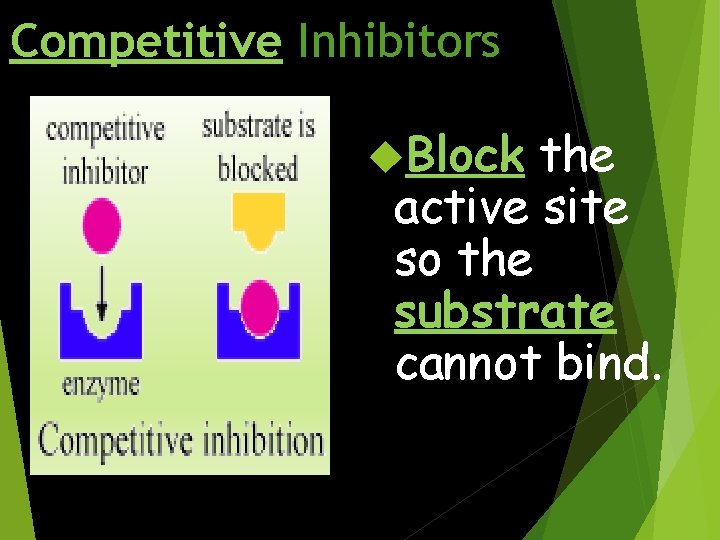 Competitive Inhibitors Block the active site so the substrate cannot bind. 