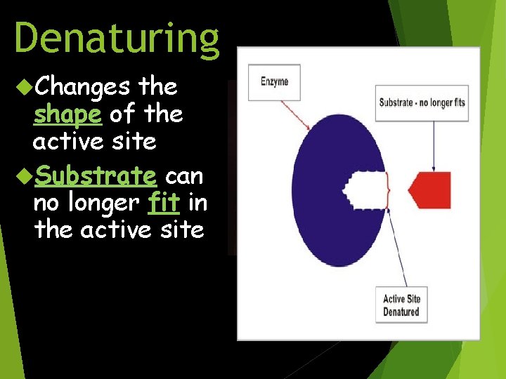 Denaturing Changes the shape of the active site Substrate can no longer fit in