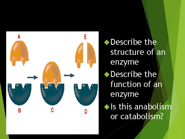  Describe the structure of an enzyme Describe the function of an enzyme Is