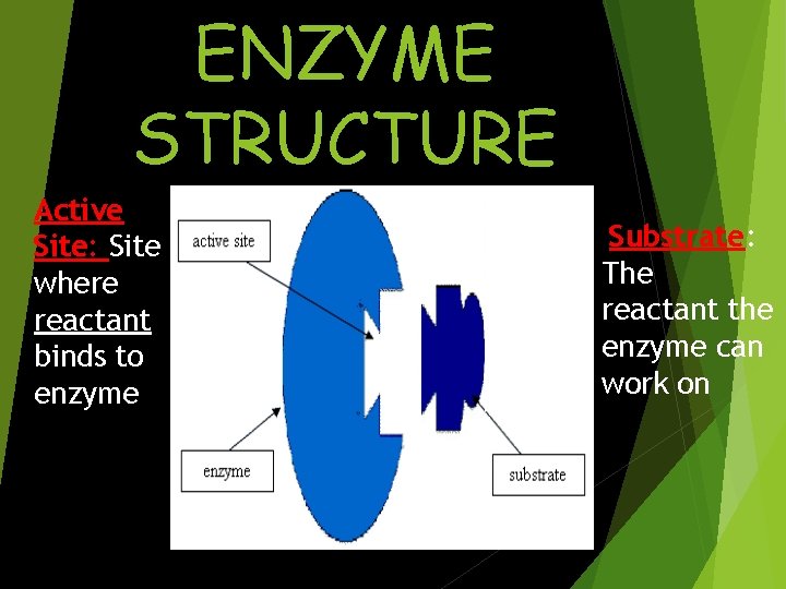 ENZYME STRUCTURE Active Site: Site where reactant binds to enzyme Substrate: The reactant the