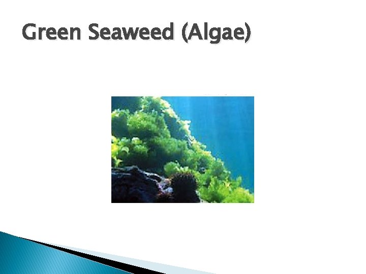Green Seaweed (Algae) 
