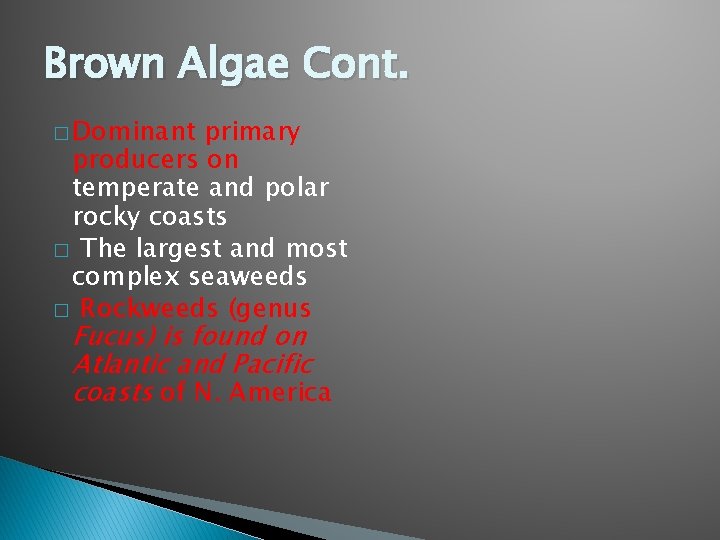 Brown Algae Cont. � Dominant primary producers on temperate and polar rocky coasts �