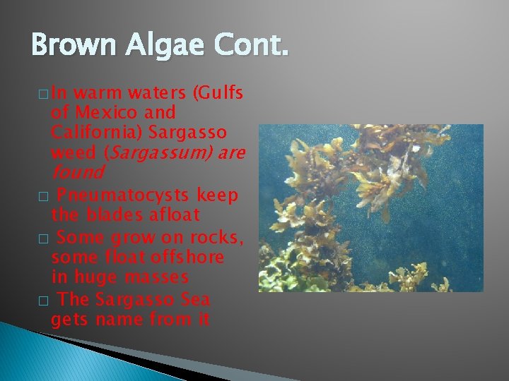 Brown Algae Cont. � In warm waters (Gulfs of Mexico and California) Sargasso weed