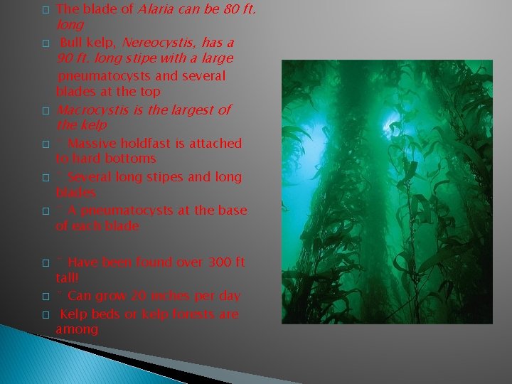 � � The blade of Alaria can be 80 ft. long Bull kelp, Nereocystis,