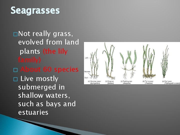 Seagrasses � Not really grass, evolved from land plants (the lily family) � About