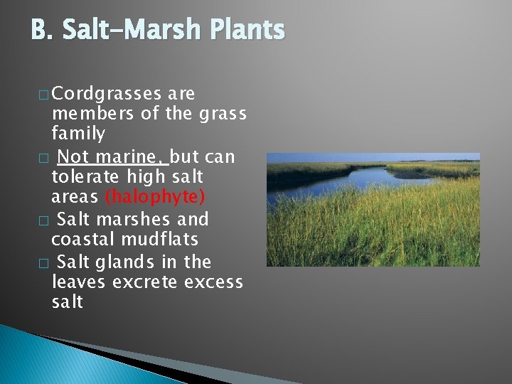 B. Salt-Marsh Plants � Cordgrasses are members of the grass family � Not marine,