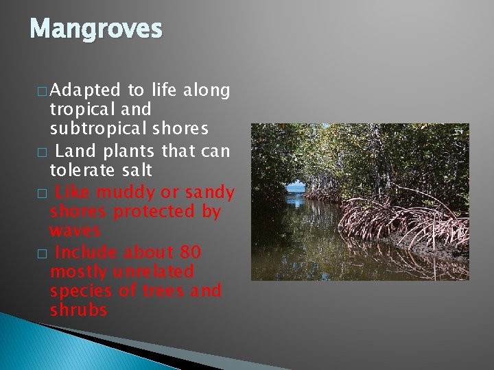 Mangroves � Adapted to life along tropical and subtropical shores � Land plants that