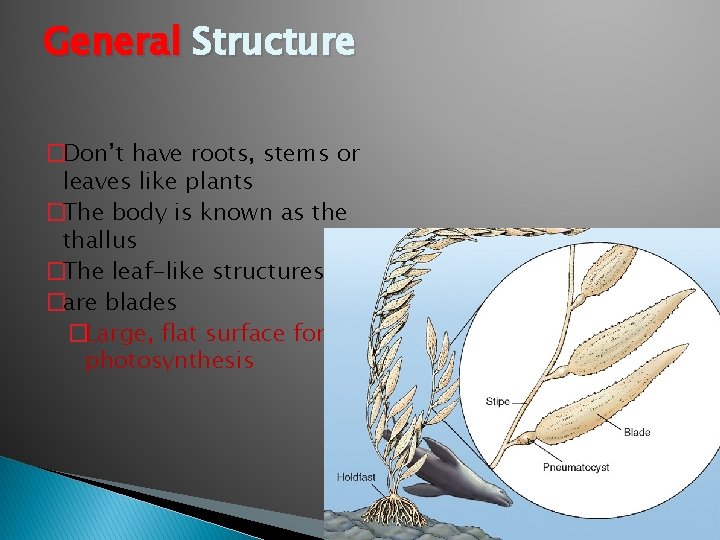 General Structure �Don’t have roots, stems or leaves like plants �The body is known