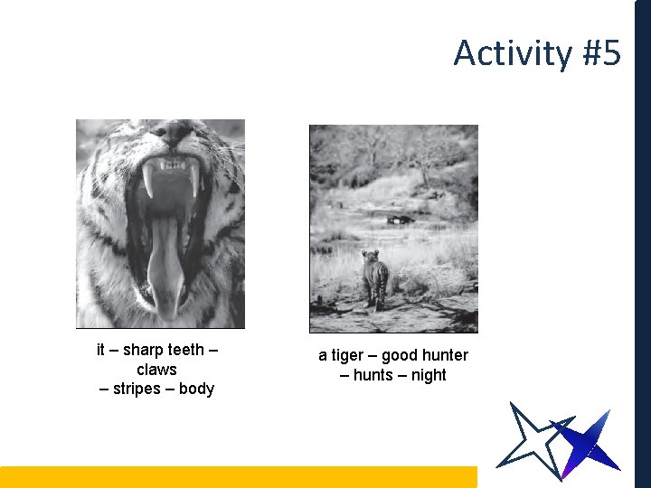 Activity #5 it – sharp teeth – claws – stripes – body a tiger