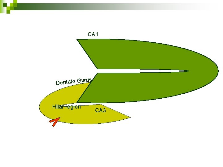 CA 1 rus Dentate Gy Hilar region CA 3 