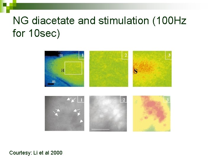 NG diacetate and stimulation (100 Hz for 10 sec) Courtesy: Li et al 2000