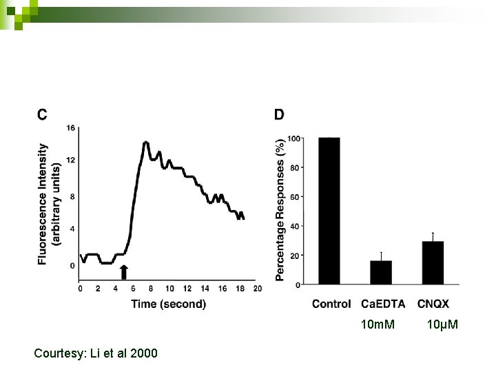 10 m. M Courtesy: Li et al 2000 10µM 
