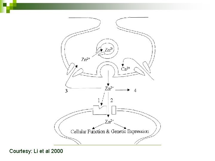 Courtesy: Li et al 2000 