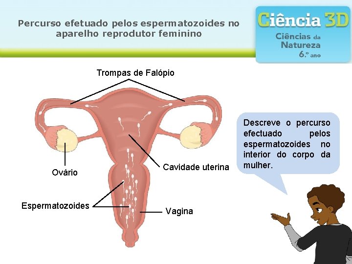 Percurso efetuado pelos espermatozoides no aparelho reprodutor feminino Trompas de Falópio Ovário Espermatozoides Cavidade