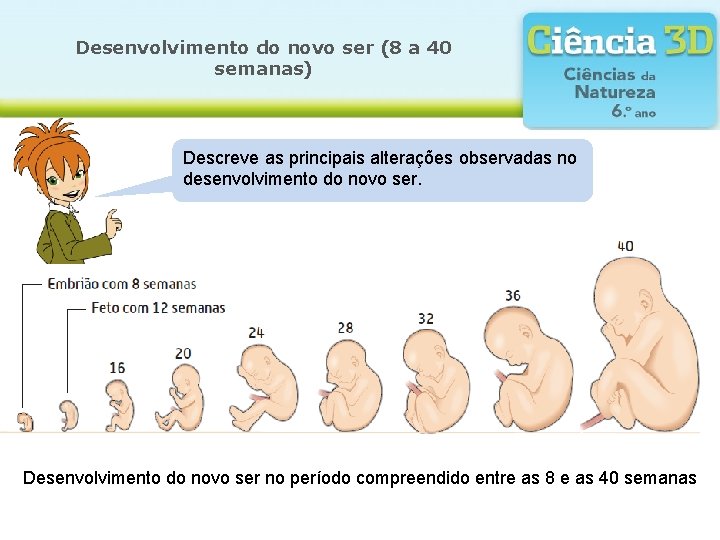 Desenvolvimento do novo ser (8 a 40 semanas) Descreve as principais alterações observadas no