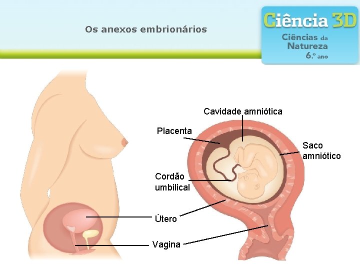 Os anexos embrionários Cavidade amniótica Placenta Saco amniótico Cordão umbilical Útero Vagina 