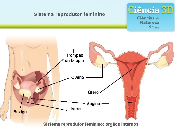 Sistema reprodutor feminino Trompas de falópio Ovário Útero Vagina Bexiga Uretra Sistema reprodutor feminino: