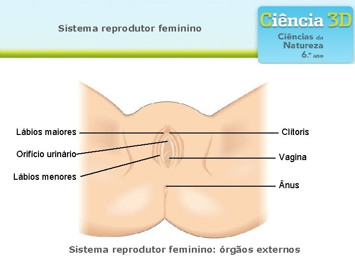 Sistema reprodutor feminino Lábios maiores Orifício urinário Lábios menores Clítoris Vagina nus Sistema reprodutor