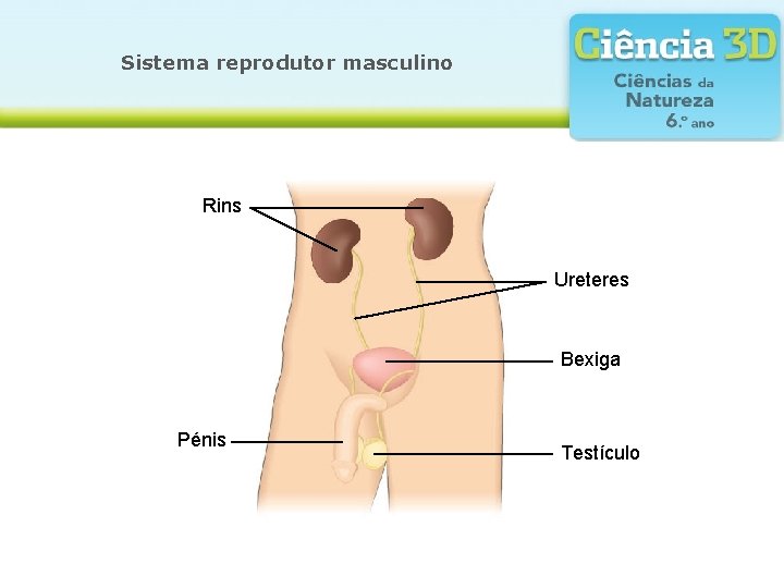 Sistema reprodutor masculino Rins Ureteres Bexiga Pénis Testículo 