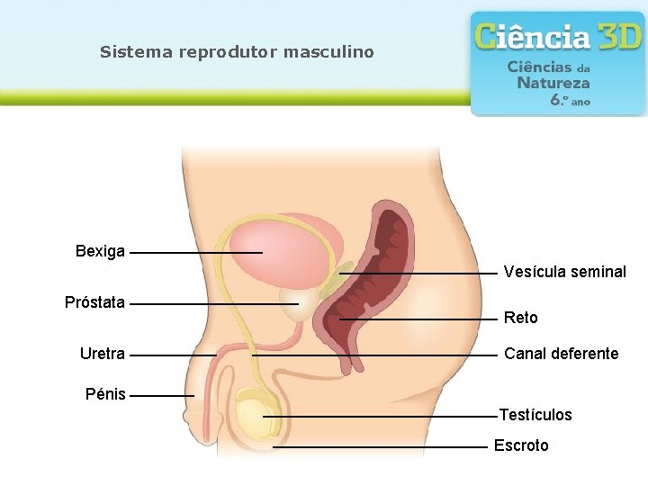 Sistema reprodutor masculino Bexiga Vesícula seminal Próstata Uretra Reto Canal deferente Pénis Testículos Escroto