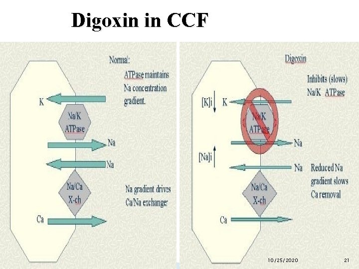 Digoxin in CCF 10/25/2020 21 