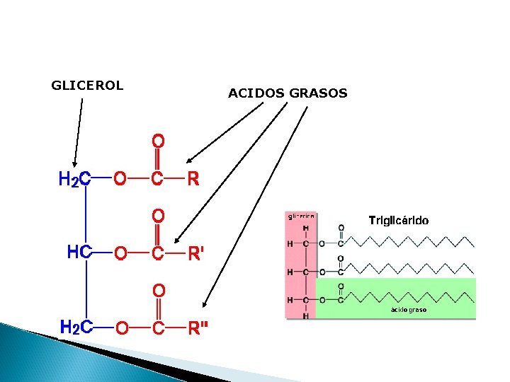 GLICEROL ACIDOS GRASOS 