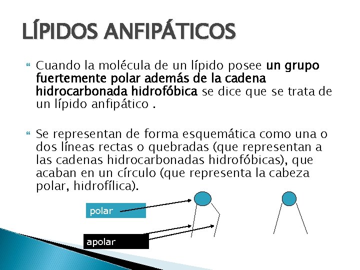 LÍPIDOS ANFIPÁTICOS Cuando la molécula de un lípido posee un grupo fuertemente polar además