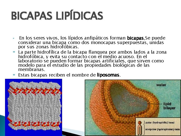 BICAPAS LIPÍDICAS En los seres vivos, los lípidos anfipáticos forman bicapas, Se puede considerar