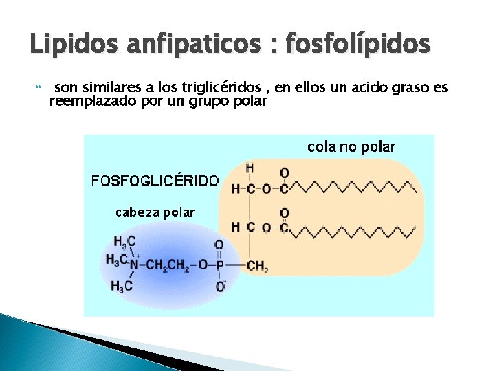 Lipidos anfipaticos : fosfolípidos son similares a los triglicéridos , en ellos un acido