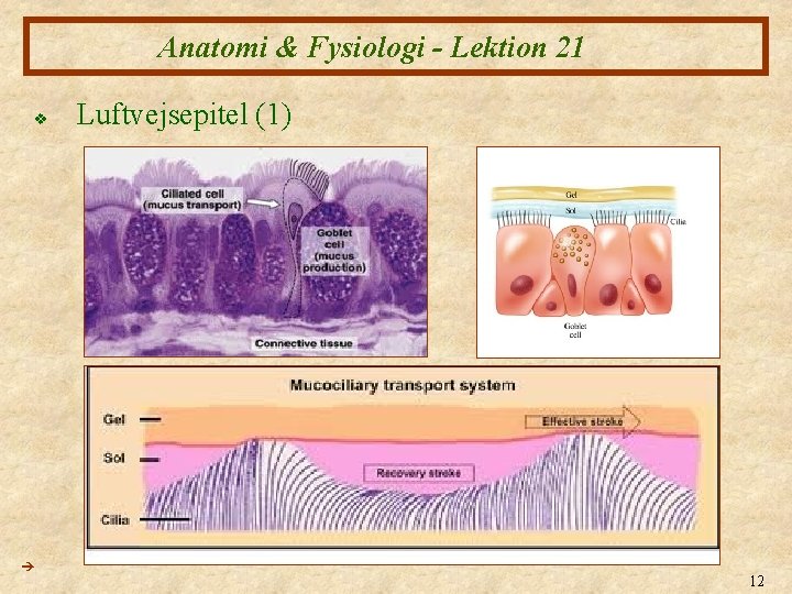 Anatomi & Fysiologi - Lektion 21 v Luftvejsepitel (1) 12 