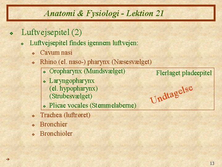 Anatomi & Fysiologi - Lektion 21 v Luftvejsepitel (2) v Luftvejsepitel findes igennem luftvejen: