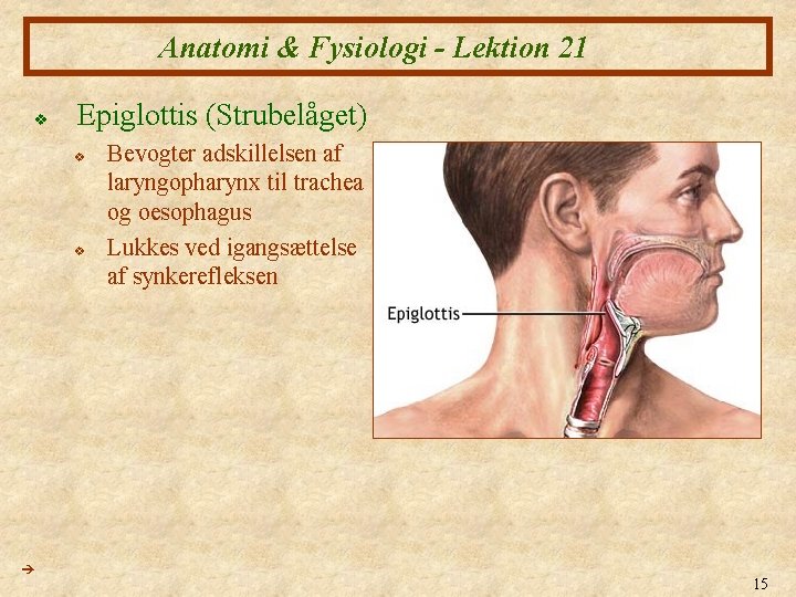 Anatomi & Fysiologi - Lektion 21 v Epiglottis (Strubelåget) v v Bevogter adskillelsen af