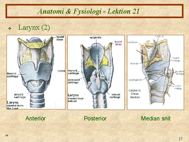 Anatomi & Fysiologi - Lektion 21 v Larynx (2) Anterior Posterior Median snit 17