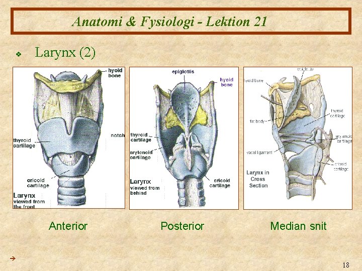 Anatomi & Fysiologi - Lektion 21 v Larynx (2) Anterior Posterior Median snit 18