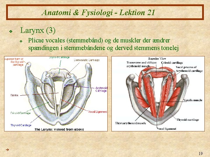 Anatomi & Fysiologi - Lektion 21 v Larynx (3) v Plicae vocales (stemmebånd) og Anatomi & Fysiologi - Lektion 21 v Larynx (3) v Plicae vocales (stemmebånd) og