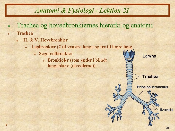 Anatomi & Fysiologi - Lektion 21 v v Trachea og hovedbronkiernes hierarki og anatomi