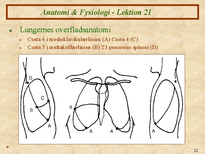 Anatomi & Fysiologi - Lektion 21 v Lungernes overfladsanatomi v v Costa 6 i Anatomi & Fysiologi - Lektion 21 v Lungernes overfladsanatomi v v Costa 6 i