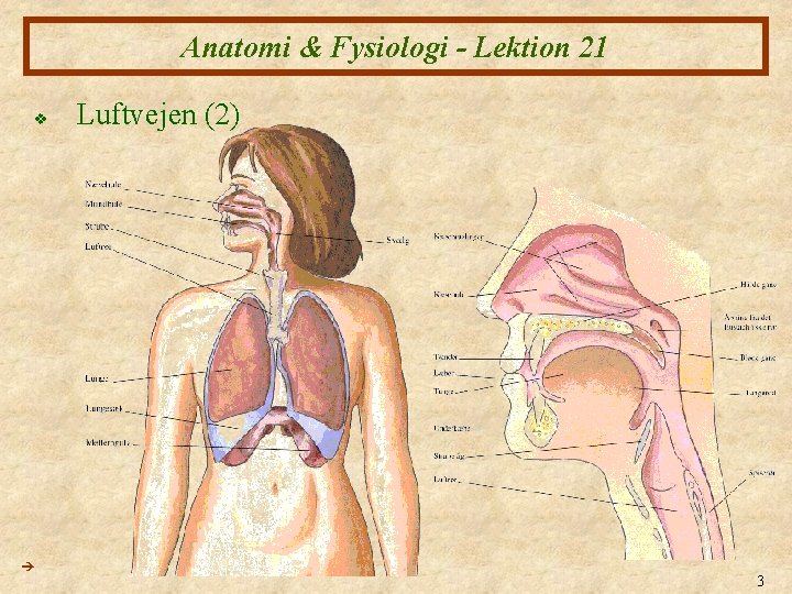 Anatomi & Fysiologi - Lektion 21 v Luftvejen (2) 3 